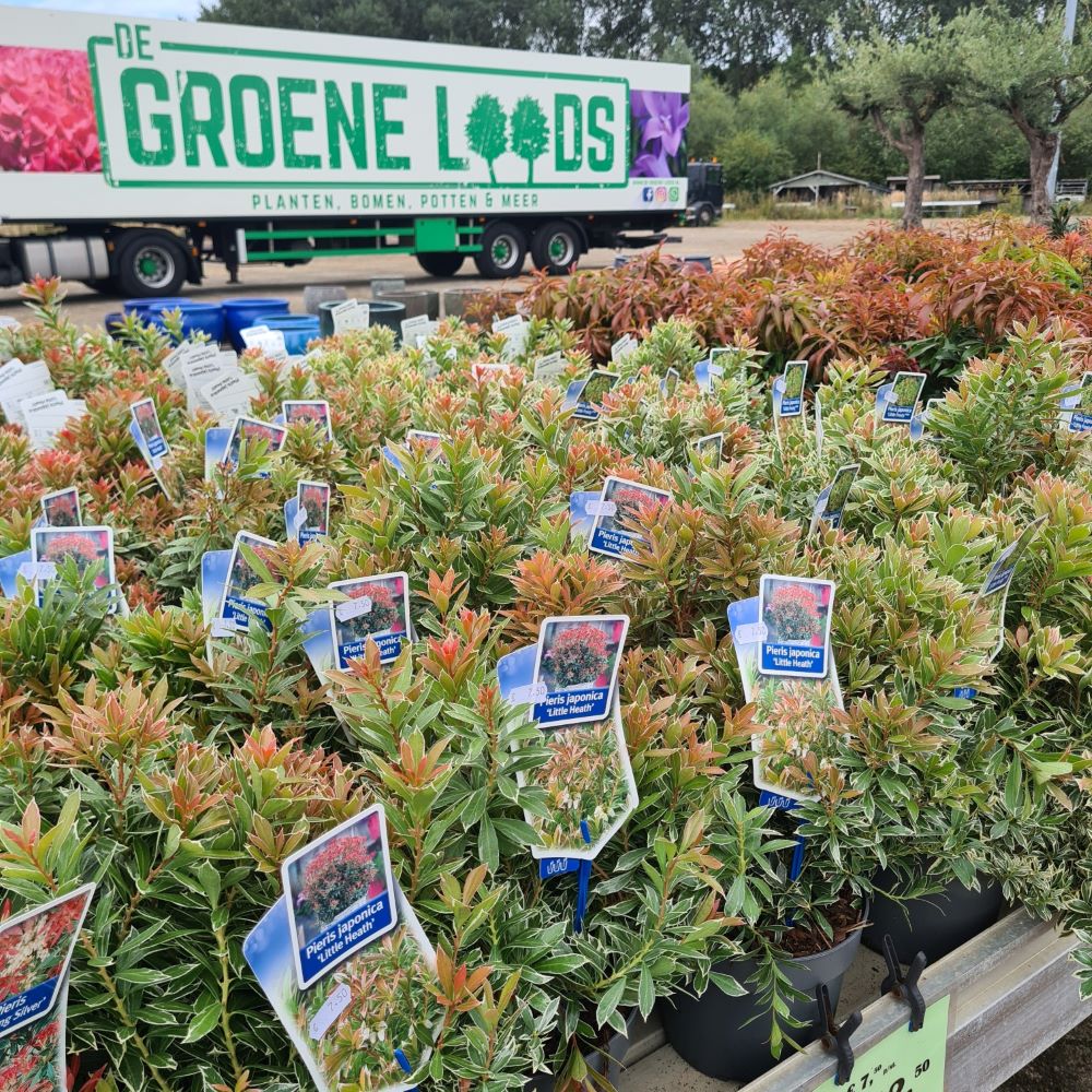 RUIM ASSORTIMENT BLADHOUDENDE VASTE PLANTEN!