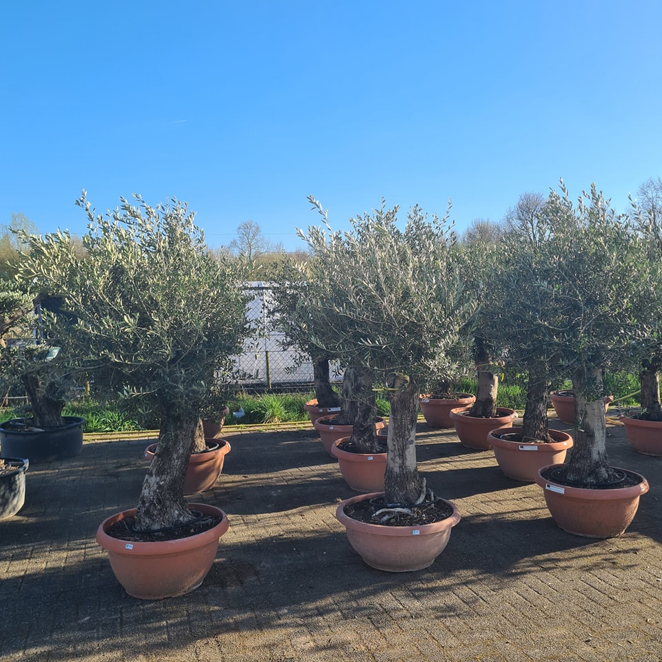 GROOT ASSORTIMENT OLIJFBOMEN!