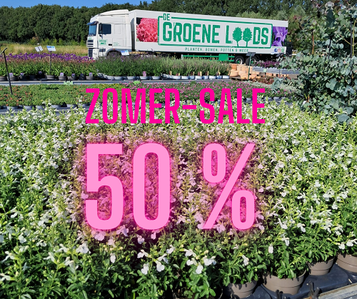 ZOMER-SALE: 50% KORTING !!